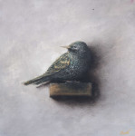 spreeuw op plankje  16.0 x 16.0   op eik  (verkocht)